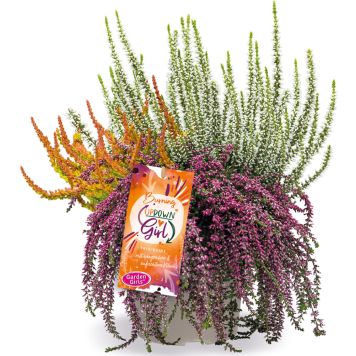 Kanerva Calluna Vulgaris Up Down Girls P12