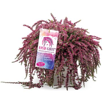 Kanerva Calluna Vulgaris Rasta Girls P12