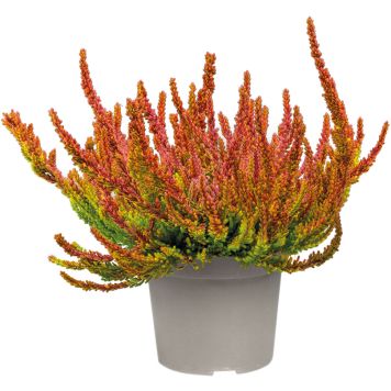 Kanerva Calluna Vulgaris Sunset Girls P12