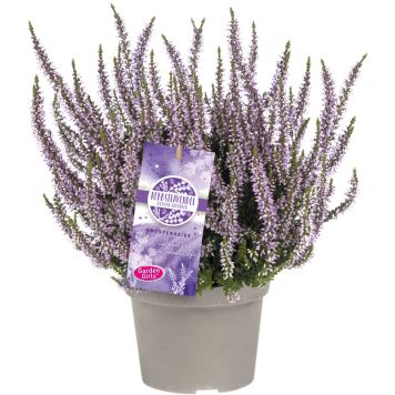 Kanerva Herbstlavendel P11