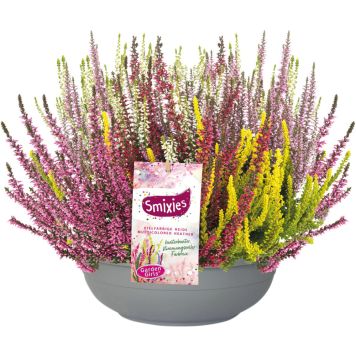 Kanerva Calluna Vulgaris Smixies P23