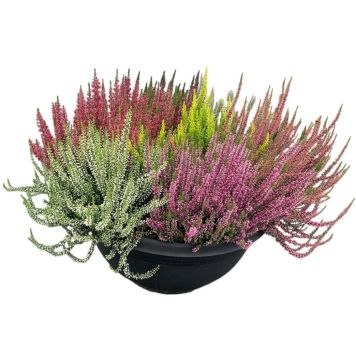 Kanerva Calluna Vulgaris Smixies P40