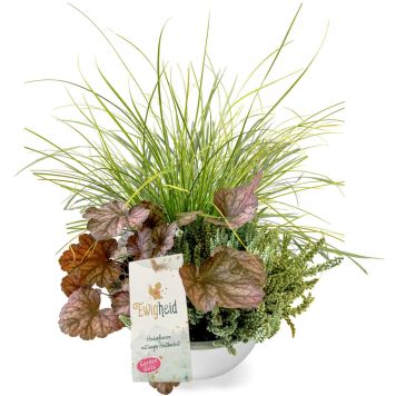 Syysistutus Ewigheid Schale