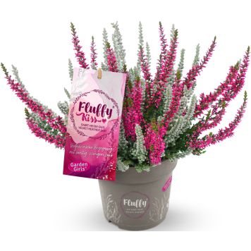 Kanerva Calluna Garden Girls Nexxt P11