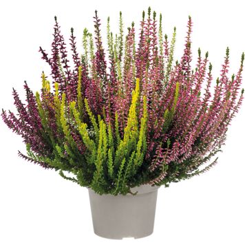 Kanerva Calluna Vulgaris Quattro Girls P13