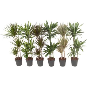 Traakkipuu Dracaena Mix P21