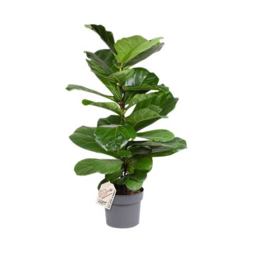 Lyyraviikuna Ficus Lyrata P24