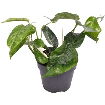 Kultaköynnös Epipremnum Pinnatum amppeli P15