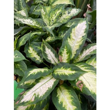 Kultaköynnös Epipremnum Aureum Marble Planet P12