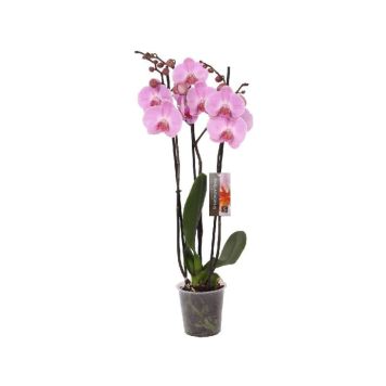 Perhoskämmekkä Phalaenopsis Mix 3-vanaa P12