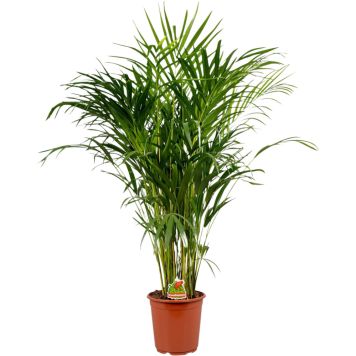 Kultapalmu Dypsis Lutescens P19