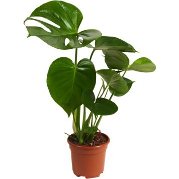 Peikonlehti Monstera Deliciosa P17