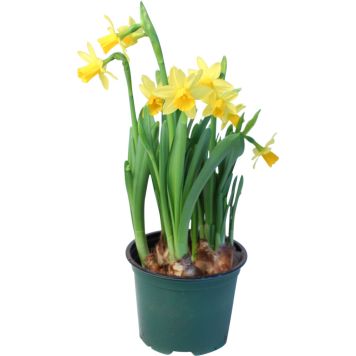 Narsissi Tete a tete Kotimainen