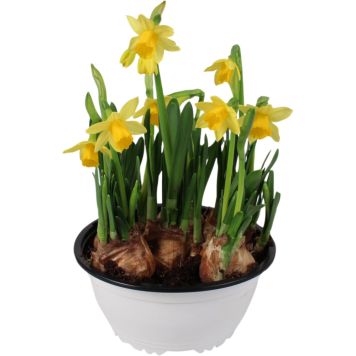 Narsissikulho Tete a Tete Kotimainen P17