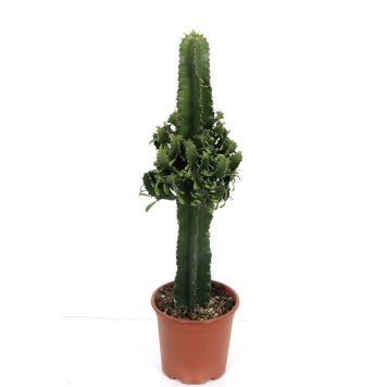 Pylvästyräkki Euphorbia Trigona P12