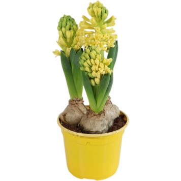 Hyasintti keltainen 3 sipulia