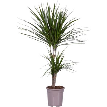 Reunustraakkipuu Dracaena Marginata P17
