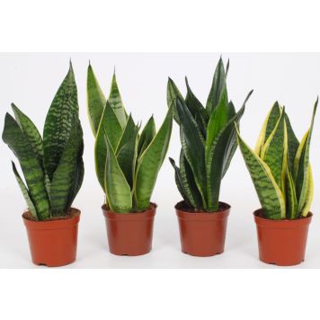 Anopinkieli Sansevieria Mix P12