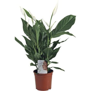 Viirivehka Spathiphyllum P17