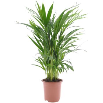 Kultapalmu Dypsis Lutescens P17