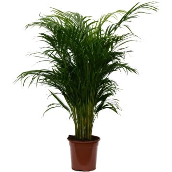 Kultapalmu Dypsis Lutescens P21