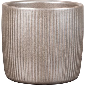 Suojaruukku Magic Gold 18 cm