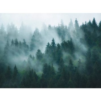 Kuitutapetti A.S. Creation Digiprint Misty Forest 39898-1