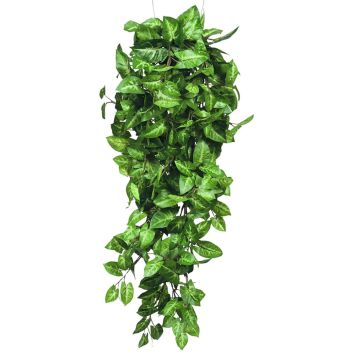 Silkkikasvi pitsilehti 80 cm