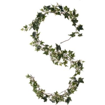 Silkkikasvi Murattiköynnös 180 cm