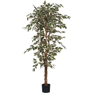 Silkkikasvi Ficus Hawaii 180 cm