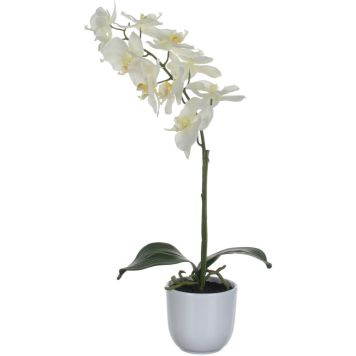 Silkkikasvi Perhoskämmekkä Valkoinen 60 cm