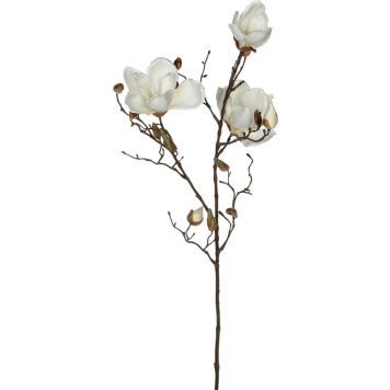 Koristeoksa Magnolia 88 cm valkoinen