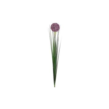 Silkkikasvi Allium oksa 80 cm lila