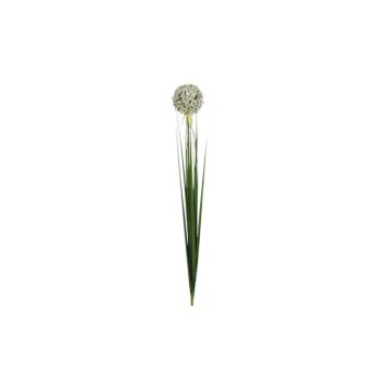 Silkkikasvi Allium oksa 80 cm valkoinen