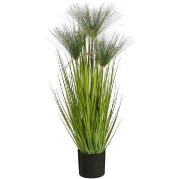 Silkkikasvi Papyrus-heinä 76 cm