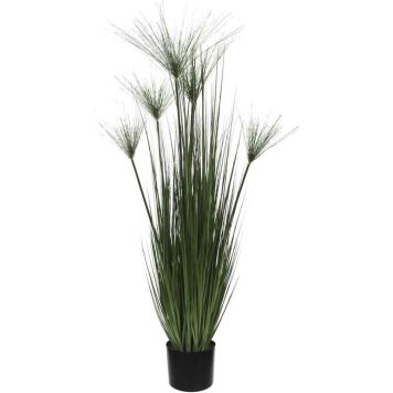 Silkkikasvi Papyrus heinä 127 cm