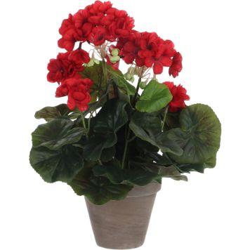 Silkkikasvi pelargonia 11,5 cm punainen