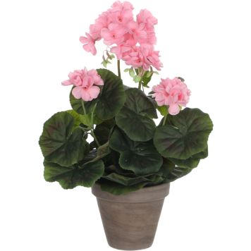 Silkkikasvi pelargonia 11,5 cm pinkki