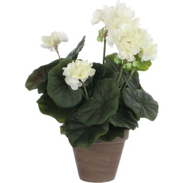 Silkkikasvi pelargonia 11,5 cm kermanvalkea