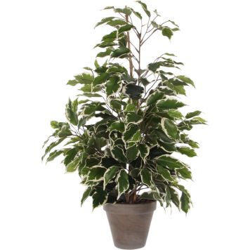 Silkkikasvi Ficus Ecotica 65 cm