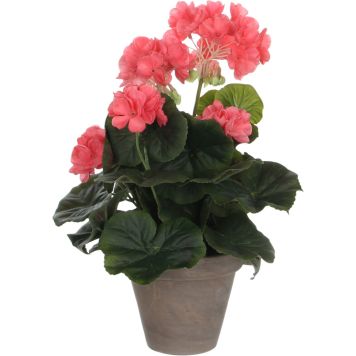 Silkkikasvi pelargonia P11,5 cm lohenpunainen