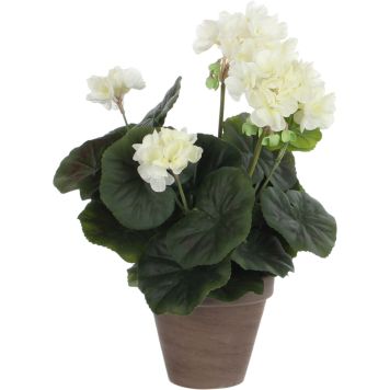 Silkkikasvi pelargonia P11,5 cm luonnonvalkoinen