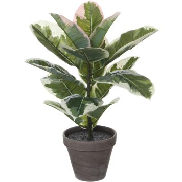 Silkkikasvi Kumipuu 47 cm