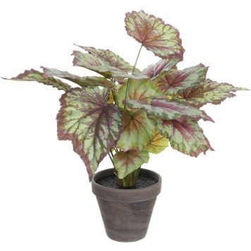 Silkkikasvi Begonia 40 cm