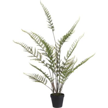 Silkkikasvi Saniainen 91 cm