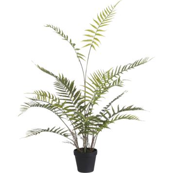 Silkkikasvi Saniainen Fern Adiantum 91 cm