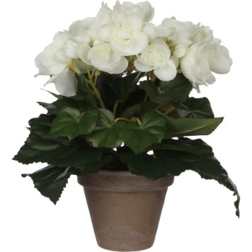 Silkkikasvi begonia valkoinen P9