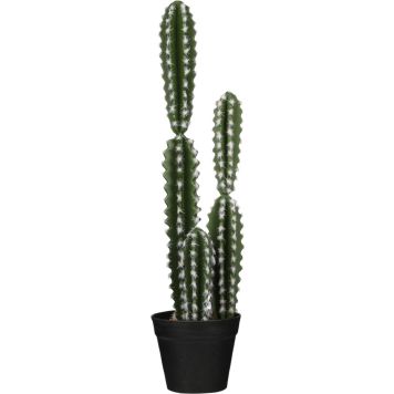 Silkkikasvi kaktus 51 cm