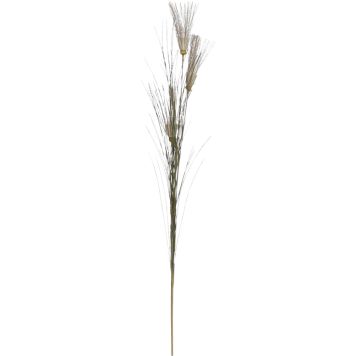 Silkkikasvi Papyrus ruskea 62 cm