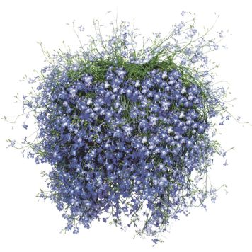 Kesäkukka amppeli P23